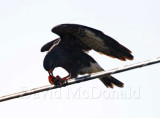 Snail Kite - male_4815.jpg