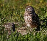 Burrowing Owl - pair_4498.jpg