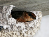 Cave Swallow_2021.jpg