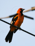 Spot-breasted Oriole - male_1760.jpg