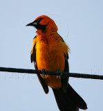 Spot-breasted Oriole - male_1763.jpg