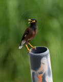 Common Myna_1932.jpg