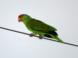 Red-crowned Amazon_1788.jpg