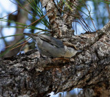 Brown-headed Nuthatch_4641.jpg