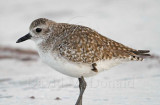 Black-bellied Plover - non-breeding_4422.jpg