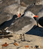 Heermanns Gull - non-breeding_3252.jpg