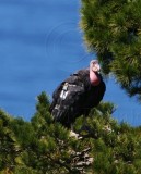 California Condor - adult_4346.jpg
