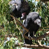 California Condor - juvenile_4288.jpg