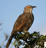 Curve-billed Thrasher_5915.jpg