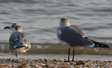 Franklins  Laughing Gull - size comparison_7360.jpg