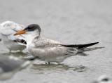 Caspian Tern - juvenile_5161.jpg