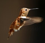 Rufous Hummingbird - male_7146.jpg