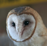 Barn Owl_0031.jpg