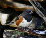 Spotted Towhee - male_7874.jpg