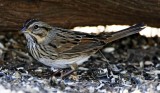 Lincolns Sparrow_7742.jpg