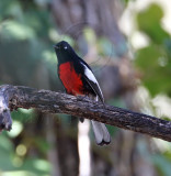 Painted Redstart_5662.jpg