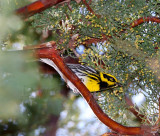 Townsends Warbler - male_5547.jpg