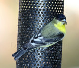 Lesser Goldfinch - male_5592.jpg