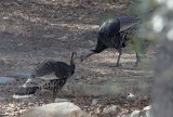 Wild Turkey_5550.jpg