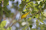 S015-2a Yellow Warbler - breeding female_7455.jpg