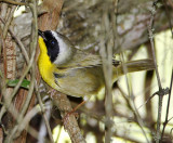 Common Yellowthroat - male_5969.jpg