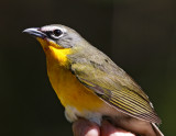 Yellow-breasted Chat_7690.jpg