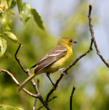 Orchard Oriole - female_8243.jpg