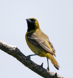 Orchard Oriole - 1st summer male_8070.jpg