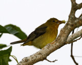 Scarlet Tanager - female_7221.jpg