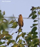 Blue Grosbeak -female_0989.jpg