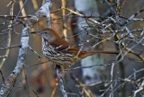 Brown Thrasher_5128.jpg