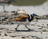 Ruddy Turnstone - breeding_8985.jpg