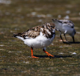 Ruddy Turnstone - non-breeding_5672.jpg
