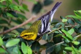 Black-throated Green Warbler - male breeding_8450.jpg