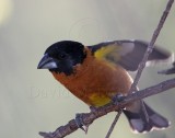 Black-headed Grosbeak - breeding male_8557.jpg