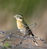 Black-headed Grosbeak - breeding female_9071.jpg