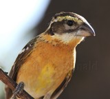 Black-headed Grosbeak -1st summer male_8732.jpg