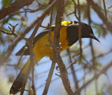 Scotts Oriole - breeding male_8947.jpg