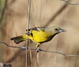 Scotts Oriole - breeding female_9101.jpg