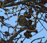 Buff-breasted Flycatcher_9198.jpg