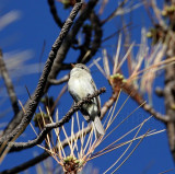 Gray Flycatcher_9162.jpg