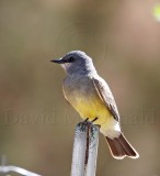 Cassins Kingbird_8751.jpg