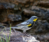 Yellow-rumped Warbler - Audubons - breeding male_8581.jpg