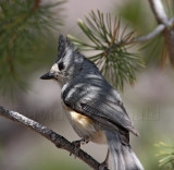 Black-crested Titmouse_8887.jpg