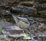 Cactus Wren_8572.jpg