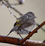 Virginias Warbler - female_0189.jpg