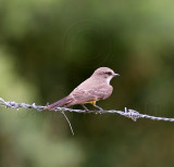 Vermilion Flycatcher - 1st year female_9970.jpg