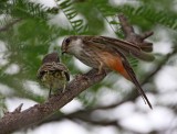 Vermilion Flycatcher feeding baby_0013.jpg