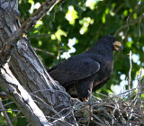 Common Black-Hawk_9449.jpg