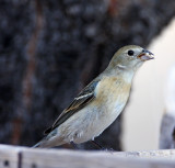 Lazuli Bunting - female_8919.jpg